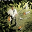 Sistema Combinado Stihl KA85RHL